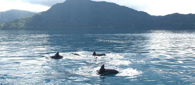 Take a boat trip on Nateway Bay to spot the resident spinner dolphins.